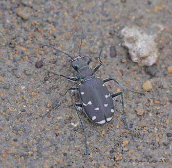 Cicindela duodecimguttata